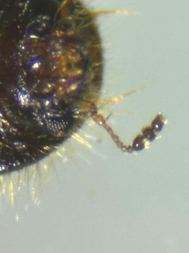 Réf. 354 426 : Xylographus bostrichoides